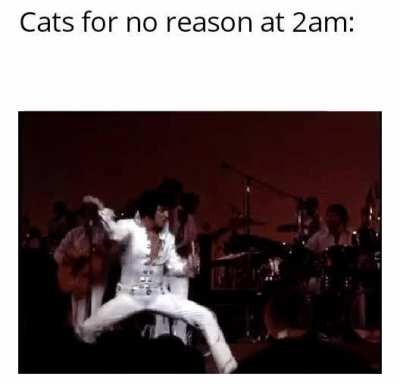 Cat get zoomies and wake everyone up