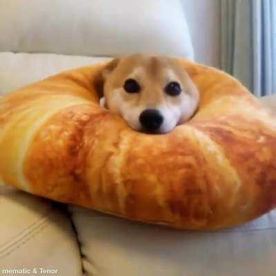 Here&rsquo;s a doggo