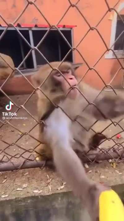 MAAU - Video #7999