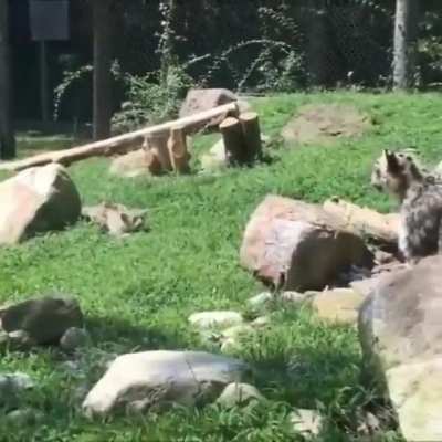 Leopard mom pretending to be scared when her cub sneaks up on her to encourage them to keep practicing their stalking skills