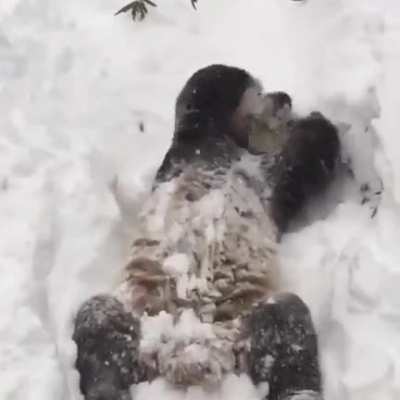 🔥 a panda enjoying the freshness and softness of the snow