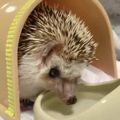 Durstiger Igel