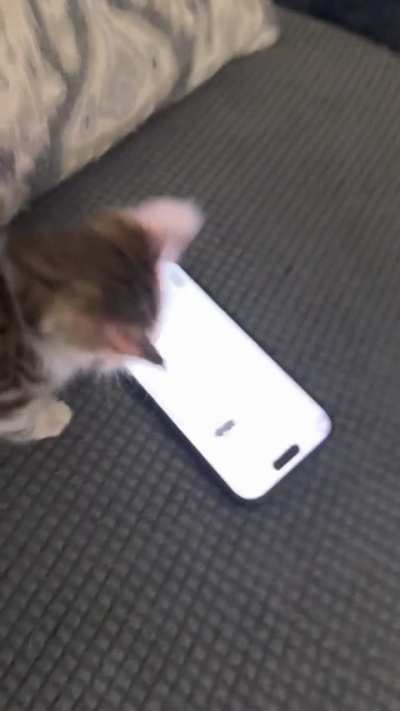 Kitty Play