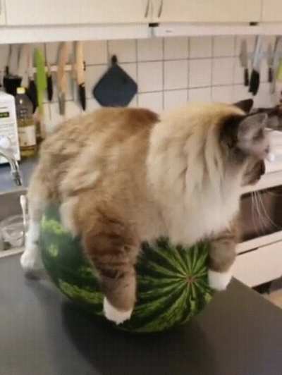 And here we have a mother cat incubating her watermelon.