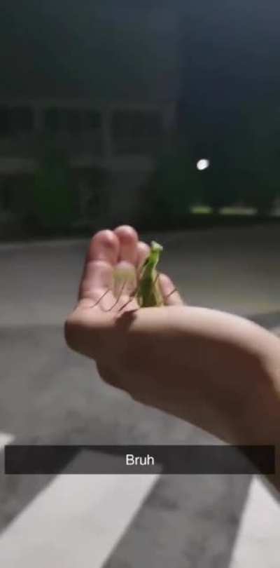 A bugs life