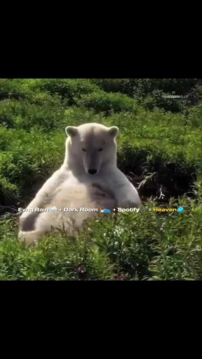 🐻&zwj;❄💤