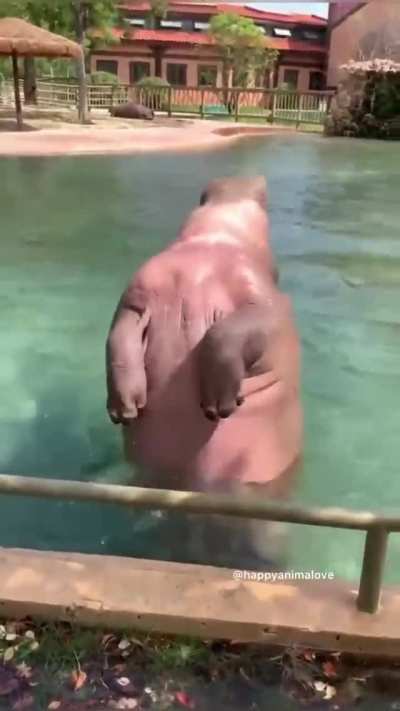 graceful