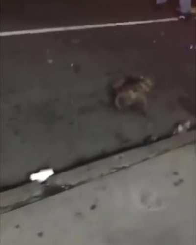Beating a poor animal.