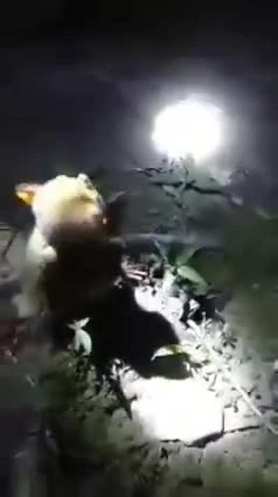 Tarsier attac