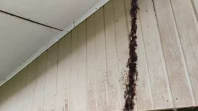 Army ants build bridge to invade wasp nest