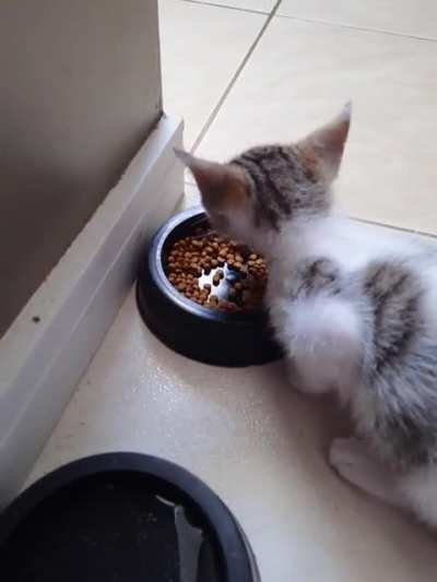 Mad eating