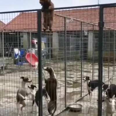 The great escape