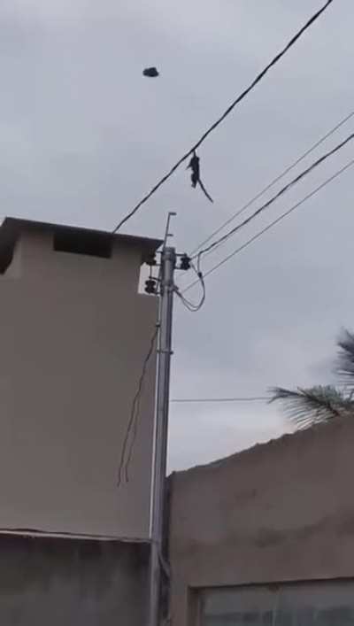 Macaco