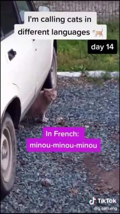 How to know your cat&rsquo;s nationality