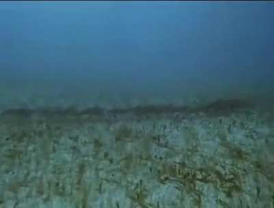 Lobsters migrating is so fucking cool