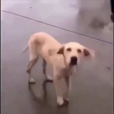 funny dog