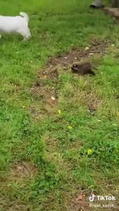 Shepard raccoon