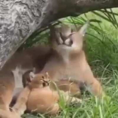 Haaaaaaaaaaaaaaaaaa