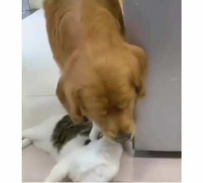 Her kedi g&ouml;rd&uuml;ğ&uuml;mde aklıma jelibon geliyor. &Ouml;zlettin lan zalımın evladı