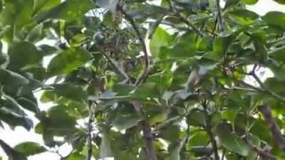 The bird catcher tree produces seeds coated in a sticky, glue-like substance, which stick to birds &amp;amp;prevents them from flying so they starve.