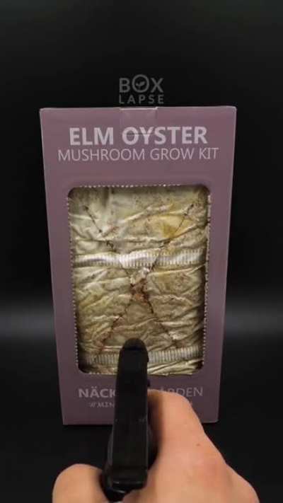 A Timelapse of a mushroom grow kit