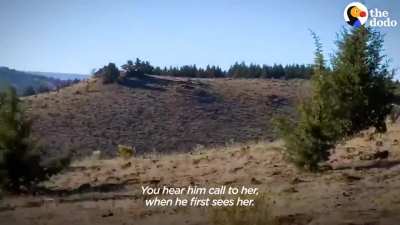 Wild horse sprints to his girlfriend after 2 years apart &amp;lt;3 &amp;lt;3