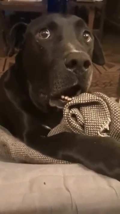 Vc viu q a cachorra do vizinho t&aacute; gr&aacute;vida?