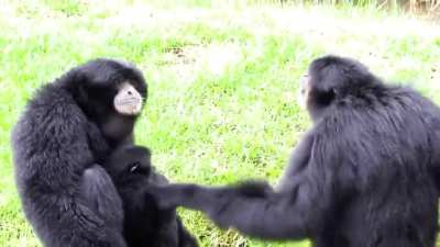 video de monos chistoso, si os ha molado dar upvote para que el gotico culero sortee 5 subs