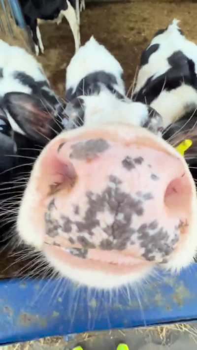 Sniff