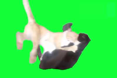 Cats fighting green screen