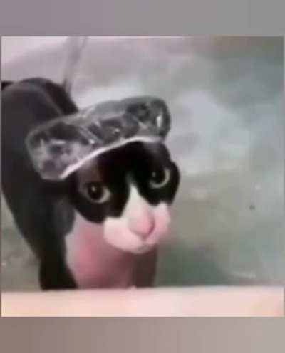 Gato