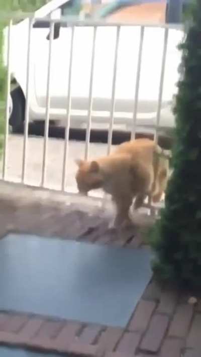 Look what the cat dragged in