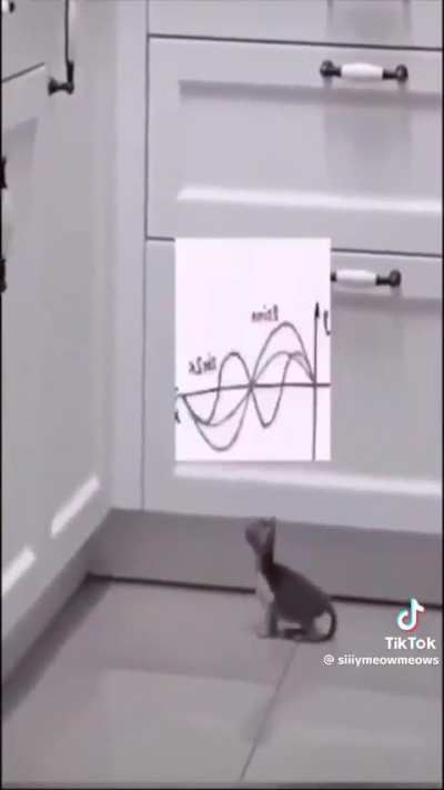 Gatos burros mas fofos
