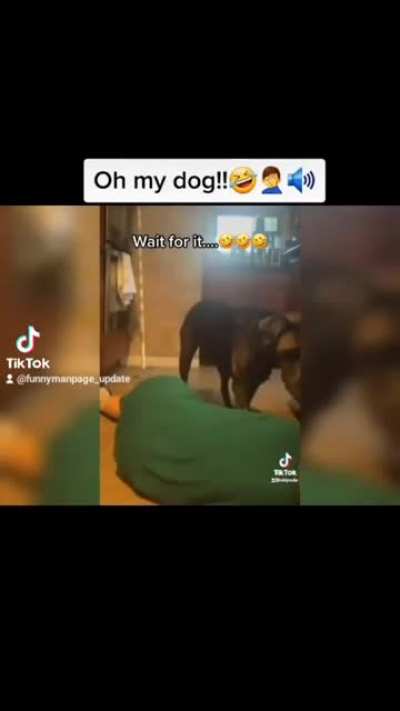 this dog is amazing!! 😂😂🤦&zwj;♀️😍😍