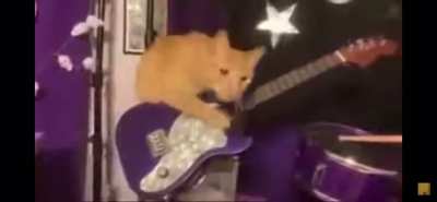 Kitty morgue since that one dude posting cm music over random shit