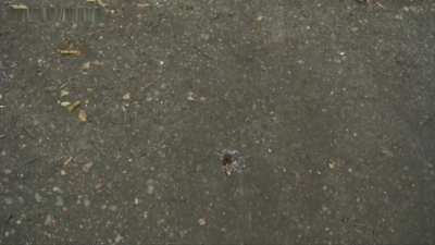 snails walkover