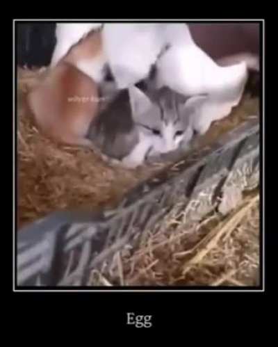 This cat is an egg farmer