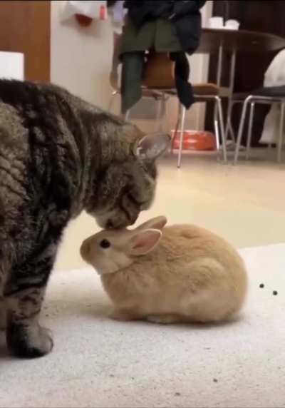 I can't resist this. My heart melted.