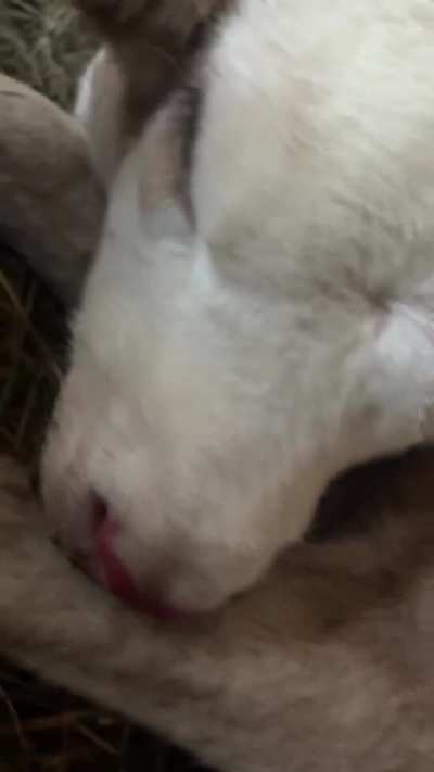 A 2-headed calf