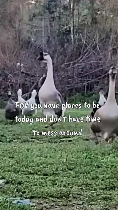 Flappy Saturday