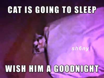 meow_irl