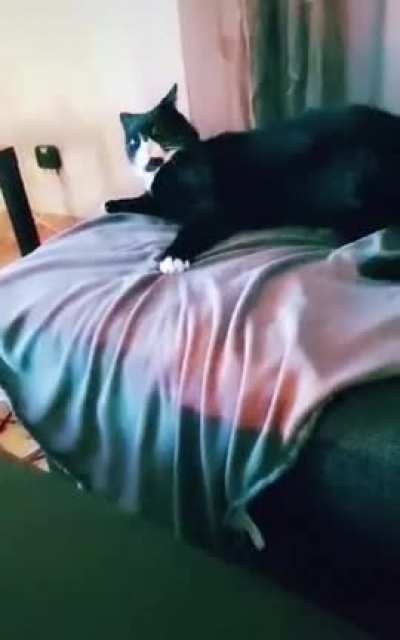 Cat isn&rsquo;t impressed by their human&rsquo;s intestinal issues