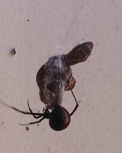 (Crosspost from r/hardcorenature) Gecko trapped in a redback spiders&rsquo;s web