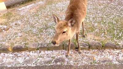 Deer enjoying the cherry blossoms in Nara Park, Japan.