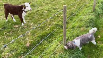 &ldquo;Moooooo&hellip; ommm! Are you seeing this??!&rdquo;