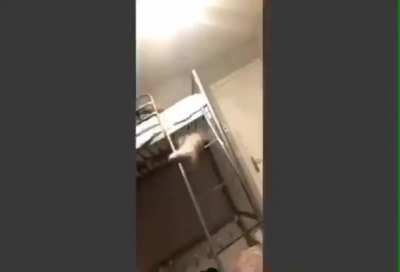 Ни одна кошка не пострадала.