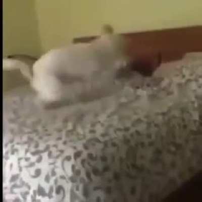 Perrotruco