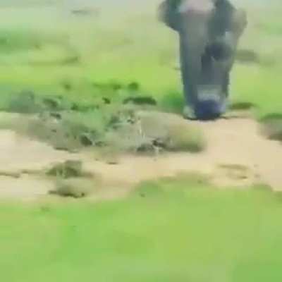 Man v Elephant