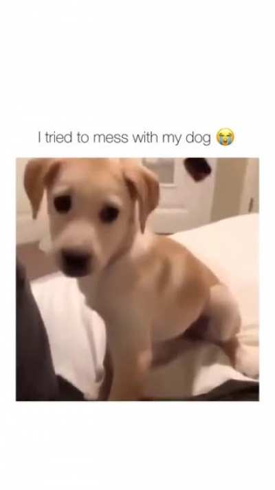 don't mess with your dog
