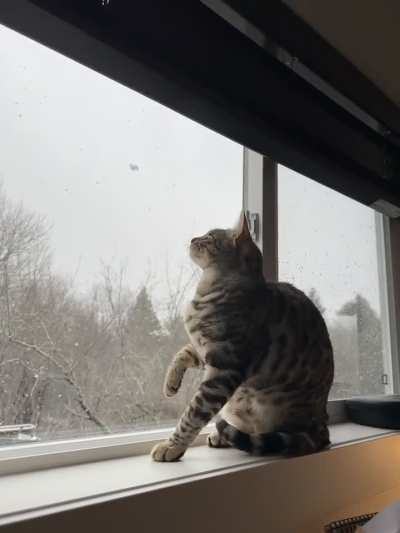 I guess that&rsquo;s why they&rsquo;re called snow Bengals 🤔